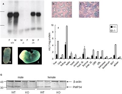 Slc25a17 Gene Trapped Mice: PMP34 Plays a Role in the Peroxisomal Degradation of Phytanic and Pristanic Acid